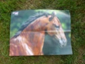 Posters de chevaux de toutes races  2710