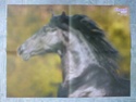 Posters de chevaux de toutes races  P1030410