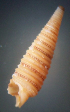 Viriola tricincta (Dunker, 1882) 1989_v11