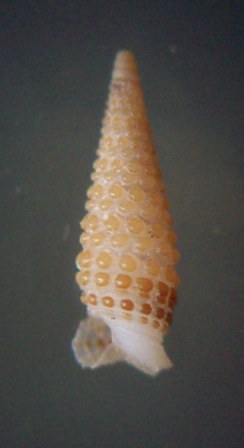 Coriophora cnodax (Jousseaume, 1884) 1992_m11