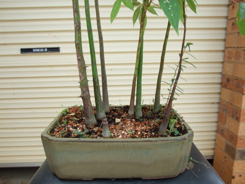 Rare species of bonsai - Page 2 Cotone16