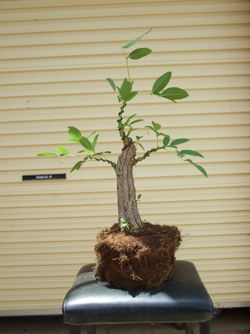 Rare species of bonsai - Page 2 Cotone18