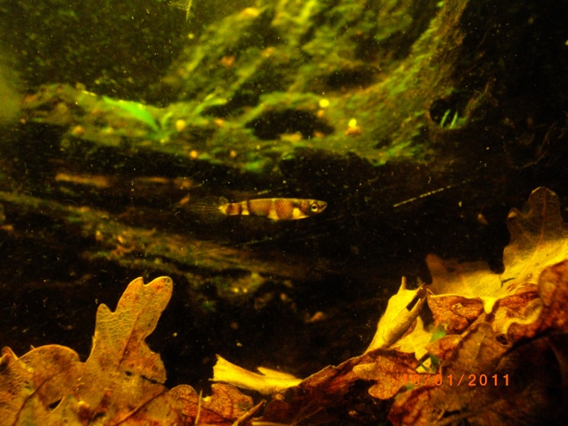 Petit bac biotope pour P.annulatus Shsgrh10