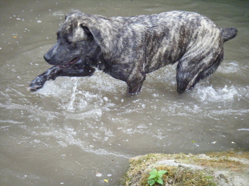 Concour photo : vos chiens et l'eau 02011