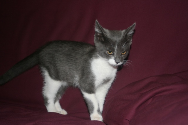 chaton gris et blanc trouvé sur Aubie et Espessas  Img_4111