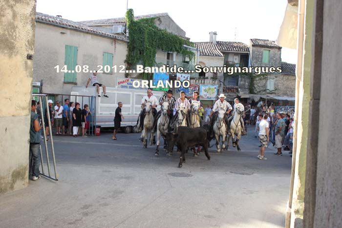  SOUVIGNARGUES TOROS PISCINE ET BANDIDE Img_0912