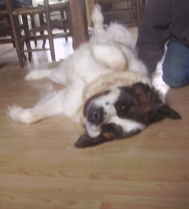 concours n° 33 : Notre saint Bernard dans une position drôle !!! - Page 2 Pict0310