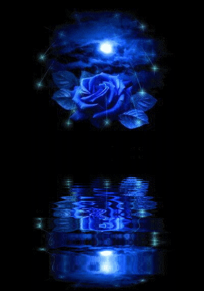 Les roses Rose_m10