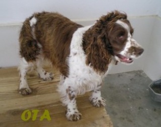 OTA - femelle springer - 2 ans - Aquitaine Ota10