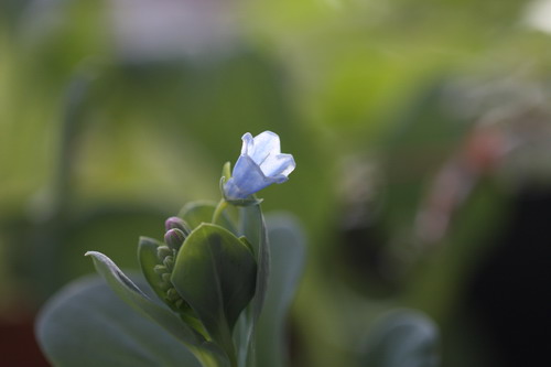 QUI CONNAIT ? LA MERTENSIA MARITIMA (plante huitre) - Page 3 Img_8010