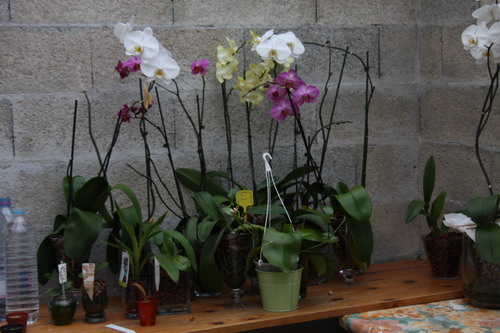 orchidees - Page 2 Img_9213