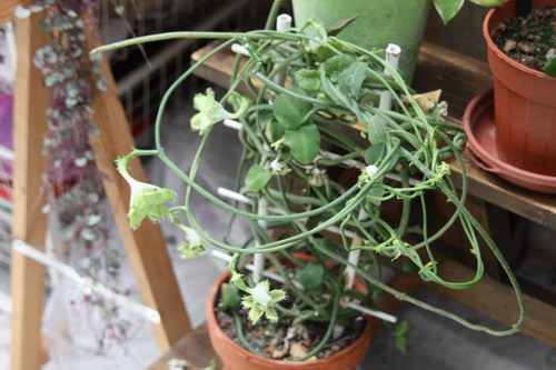 Plante d'appartement peut-être hoya ? non : ceropegia sandersonii ou plante parachute Parach11