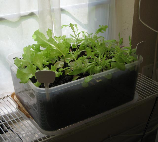 Building and indoor garden Indoor11