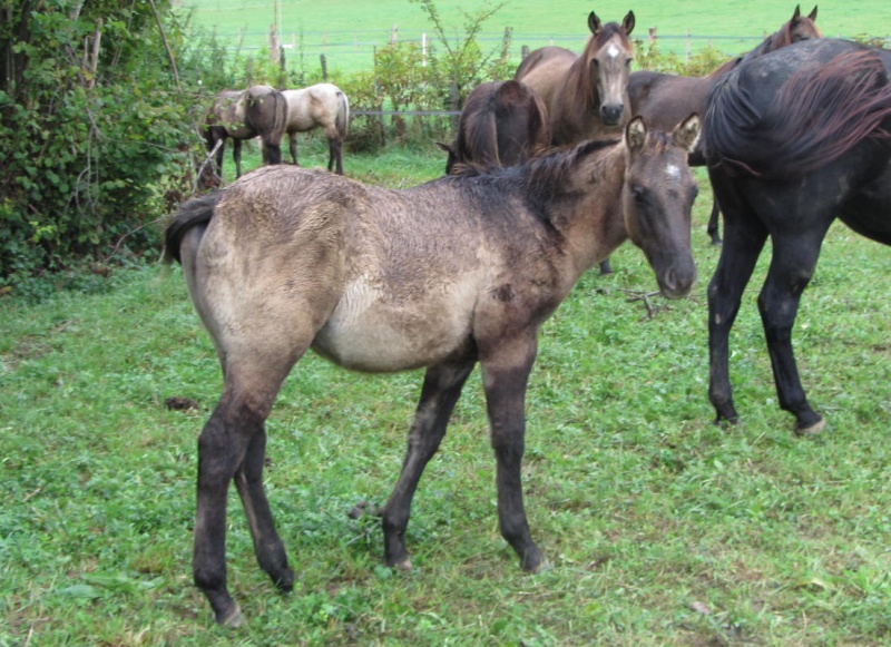 [VENDU] Connor Pure Monkey, poulain Quarter-horse NFQHA grullo à vendre Connor11