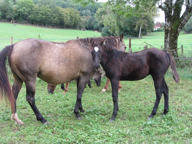 Clive Fritz Monkey, Poulain Quarter horse smoky black 92% NFQHA à vendre Poulai21