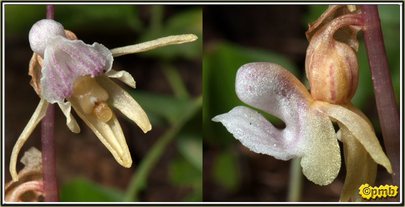Epipogium aphyllum  ( Epipogon sans feuille ) Epaphy10