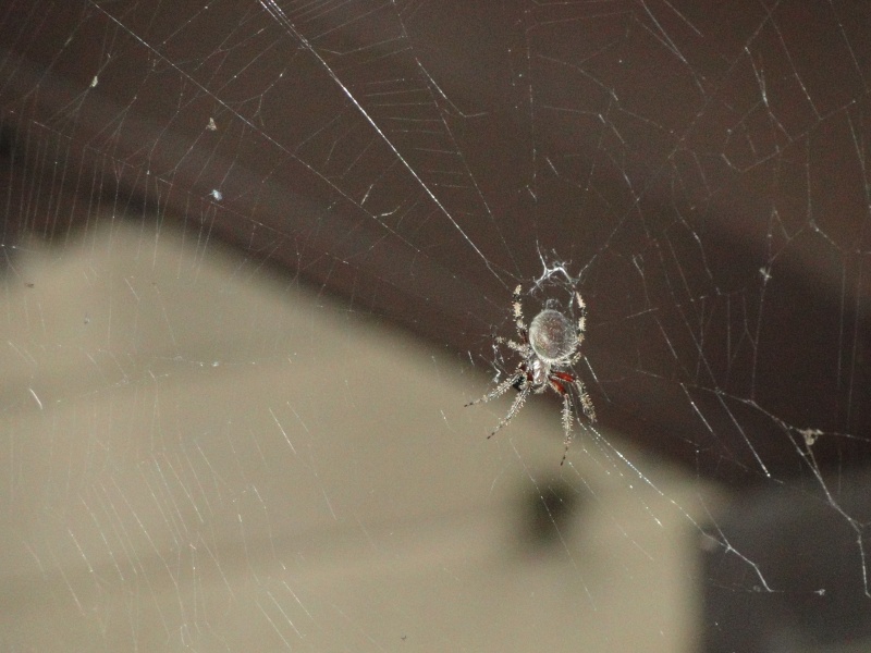 ***Please Help Me Identify This Spider*** Dsc00911