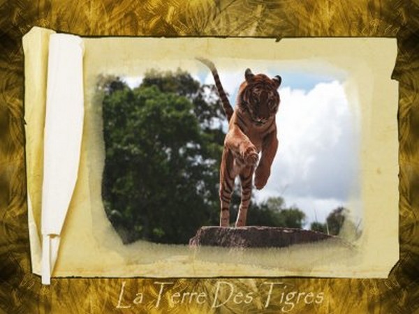 la terre des tigres