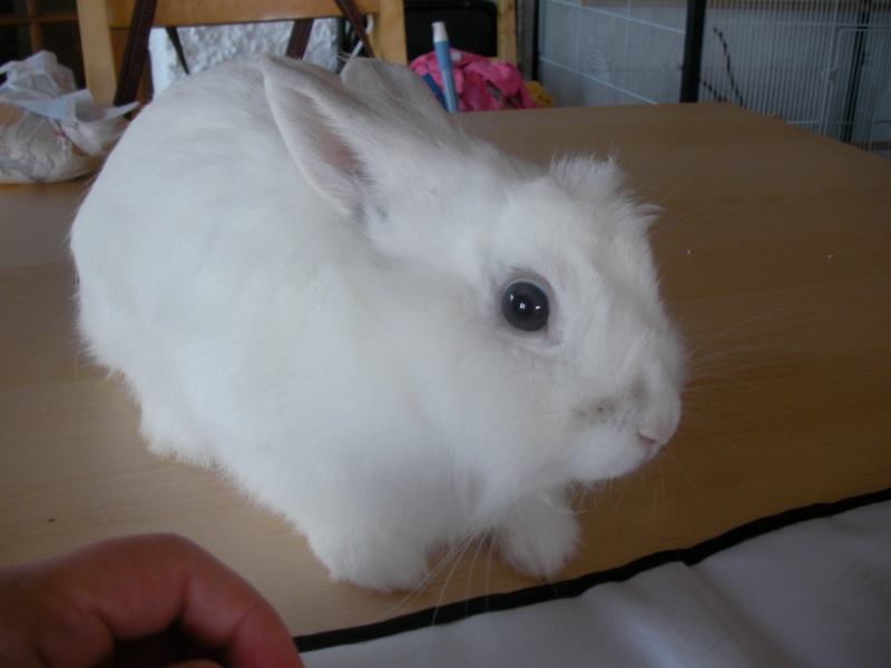 Notre petit Bunny Sany0813