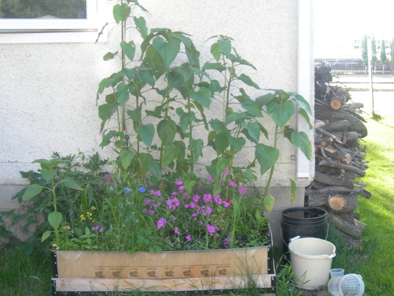 Our Freecycled SFG. Alberta, Canada (Zone 3) 08910