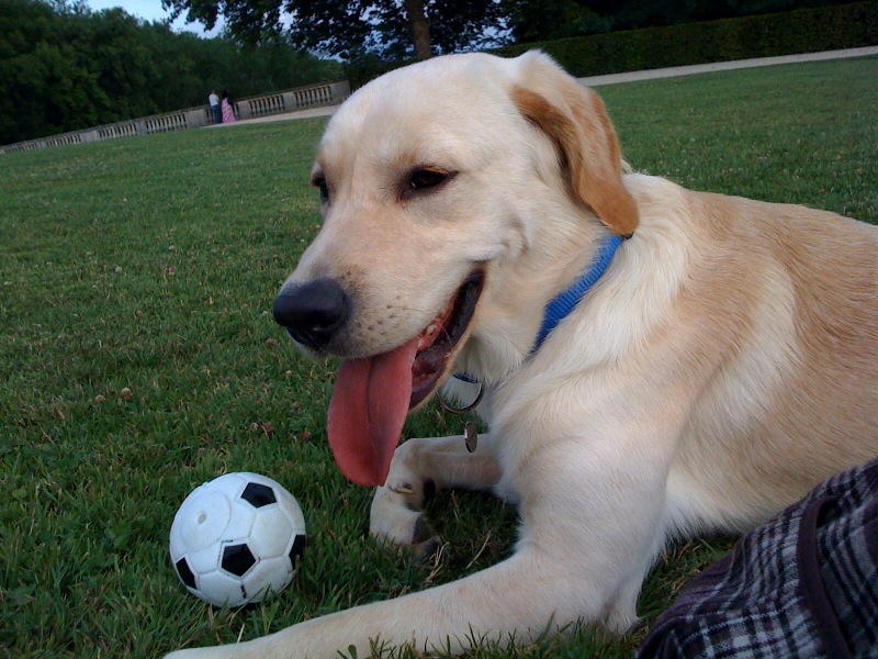 Eliott, Labrador de 2/3 ans calme, adorable, joueur et très fidèle. Photo310