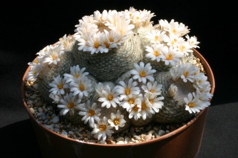 Mammillaria lenta Img_2010