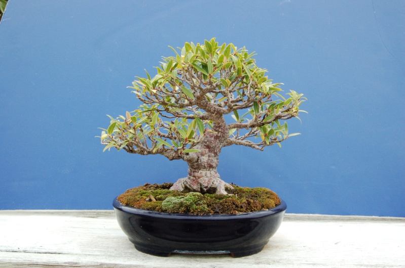 Little Ficus Dsc_1316