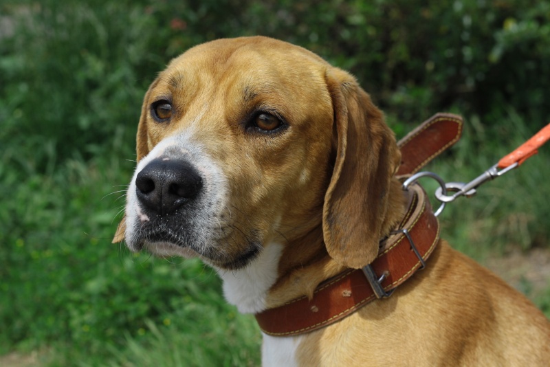 Gaston croisé beagle Img_0119