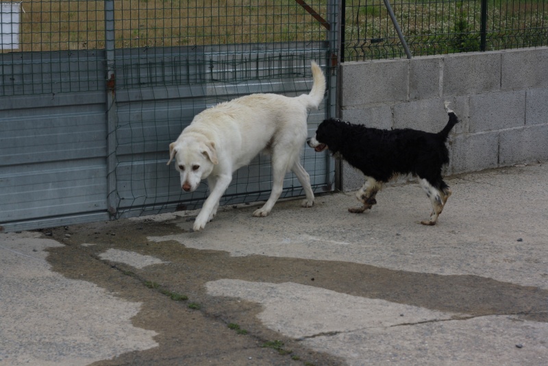 Urgent - SKYy - labrador 12 ans - Asso Galia (85) Img_3316