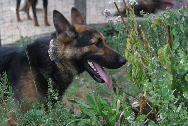 Astral -  berger allemand x malinois - 2 ans Img_8612
