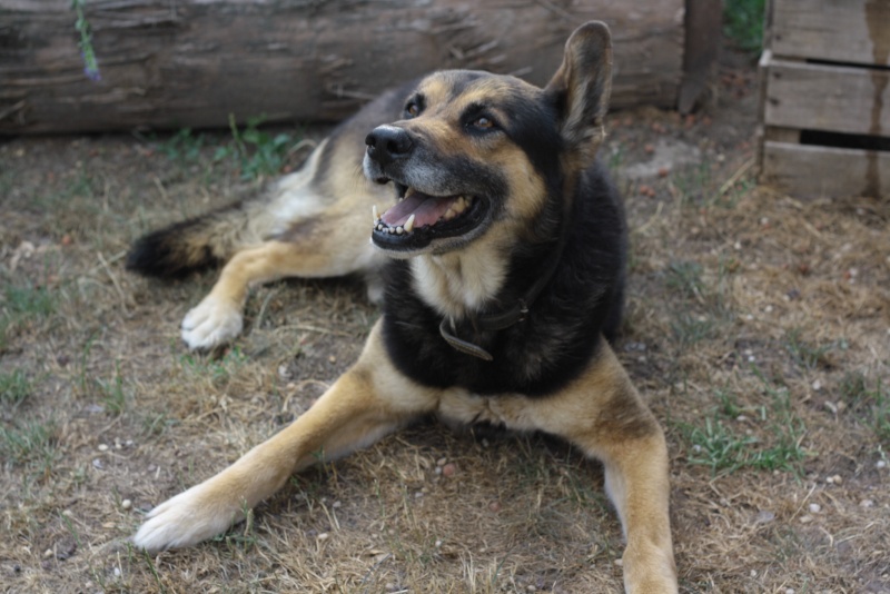 BOSCO - type berger allemand - 9 ans  Img_8713