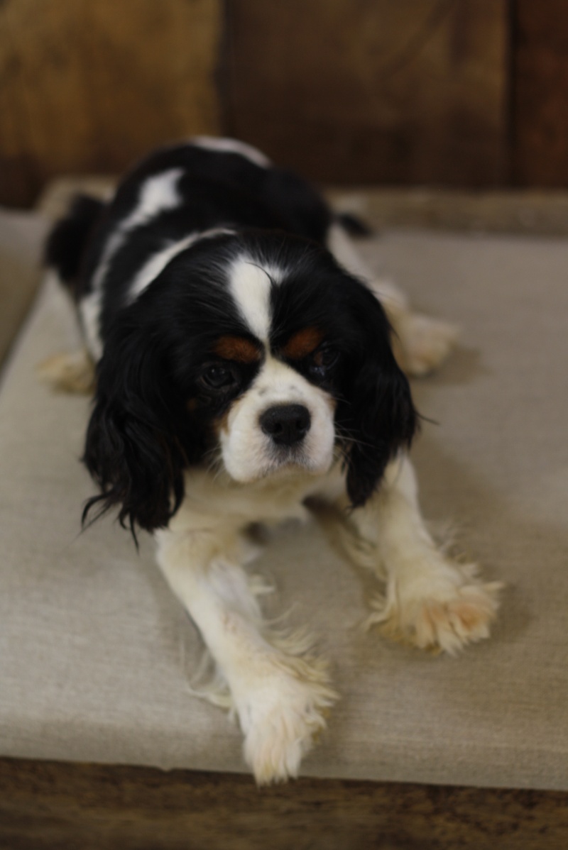 AGLAEE - cavalier king charles - 7 ans  Img_9321