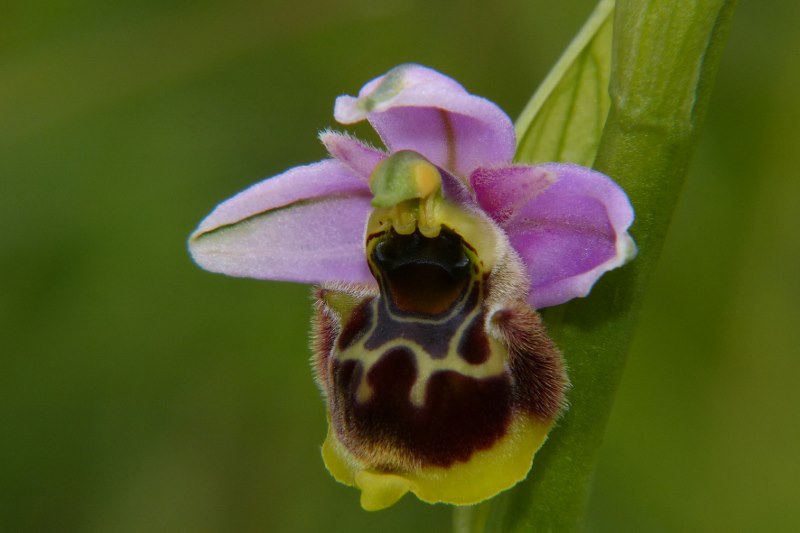 Ophrys santonica (Ophrys de Saintonge) Orchid51