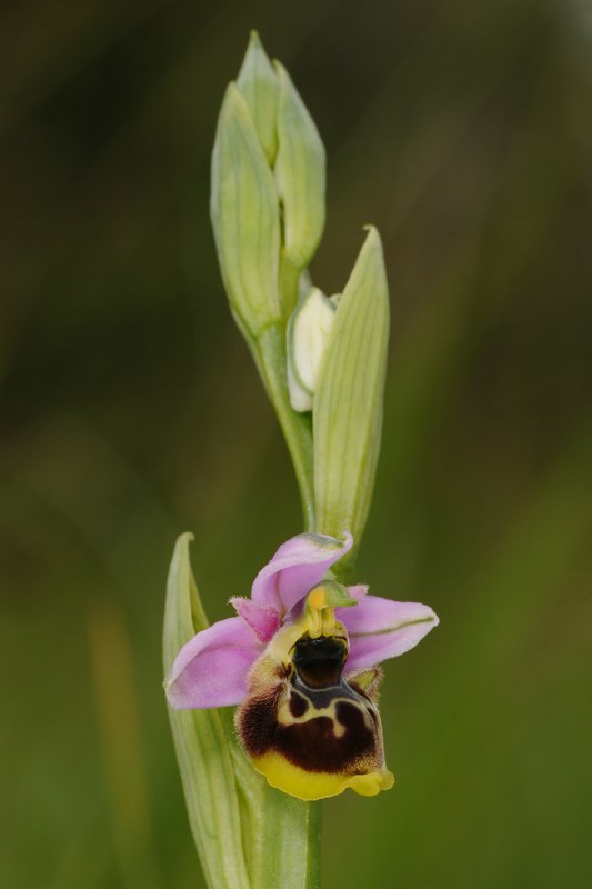 Ophrys santonica (Ophrys de Saintonge) Orchid52