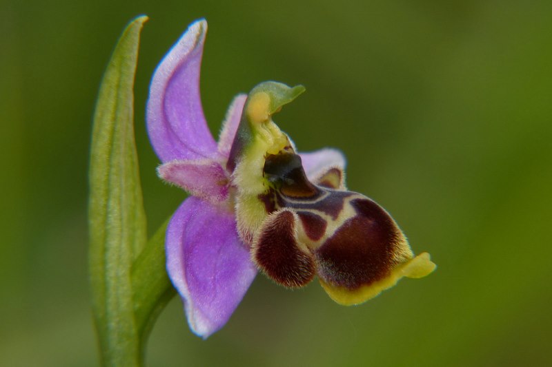 Ophrys santonica (Ophrys de Saintonge) Orchid54