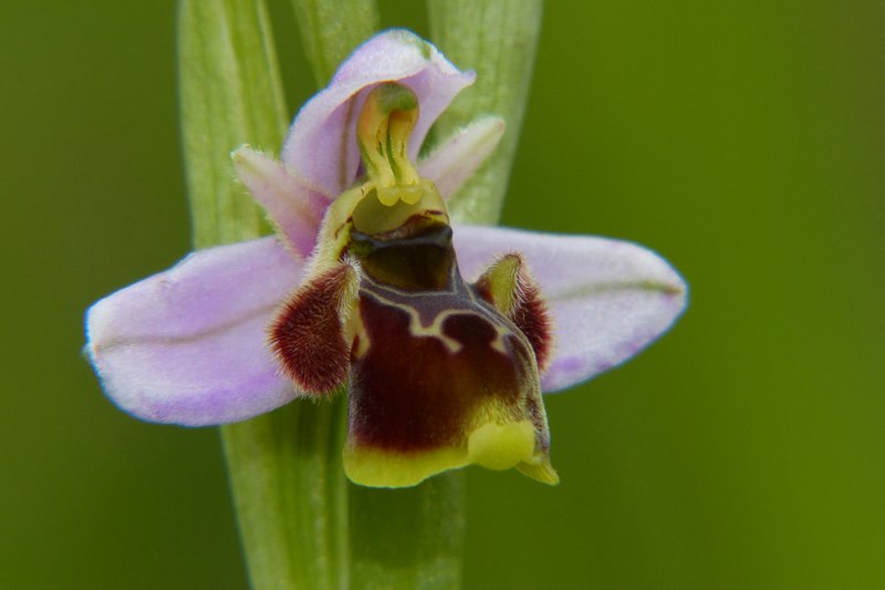 Ophrys santonica (Ophrys de Saintonge) Orchid55