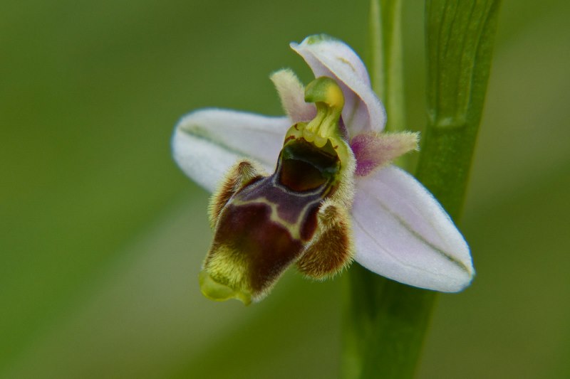 Ophrys santonica (Ophrys de Saintonge) Orchid56