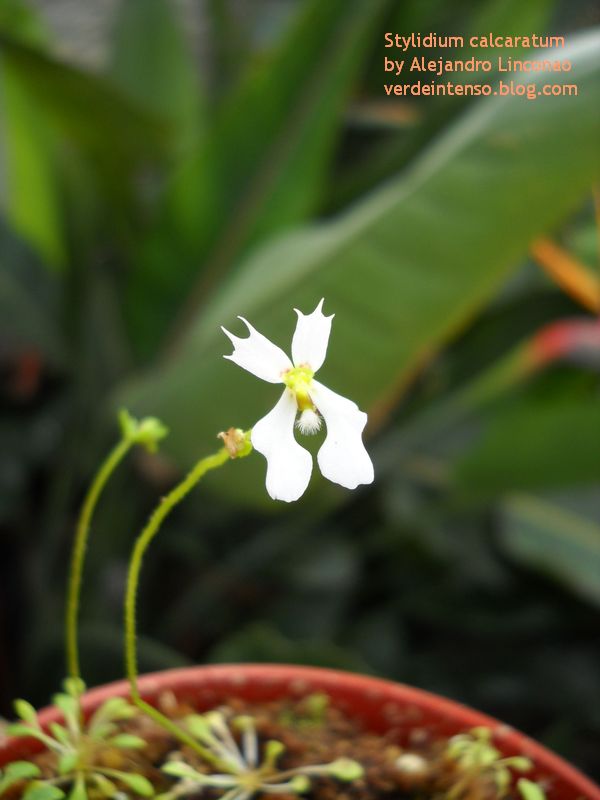My flowering Stylidium calcaratum Al-s_c10