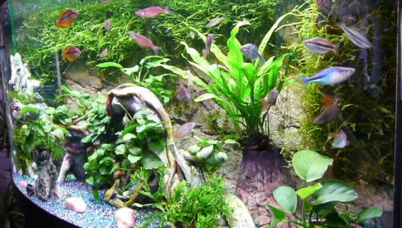 Mon aquarium Juwel vision 260 2010-020