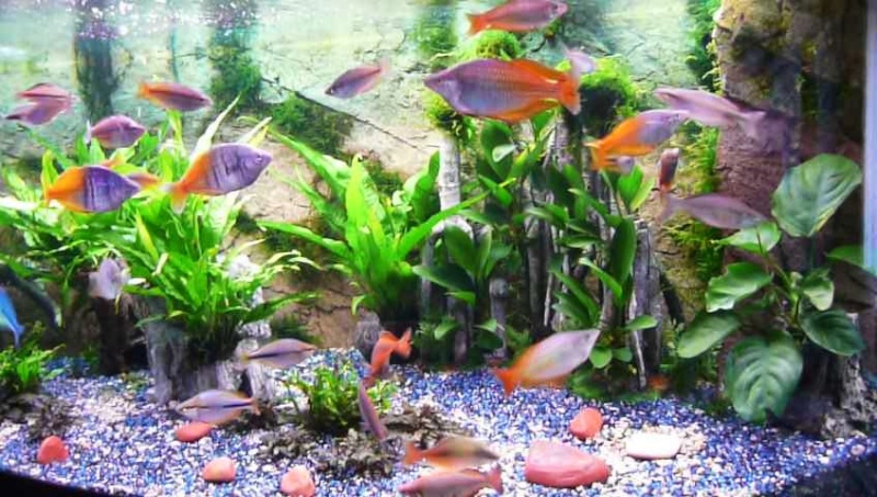 Mon deuxieme aquarium Juwel vision 450  2010-023