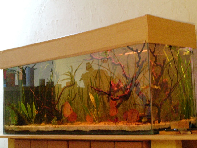 Les photos de l'aquarium de appearances Sany0011