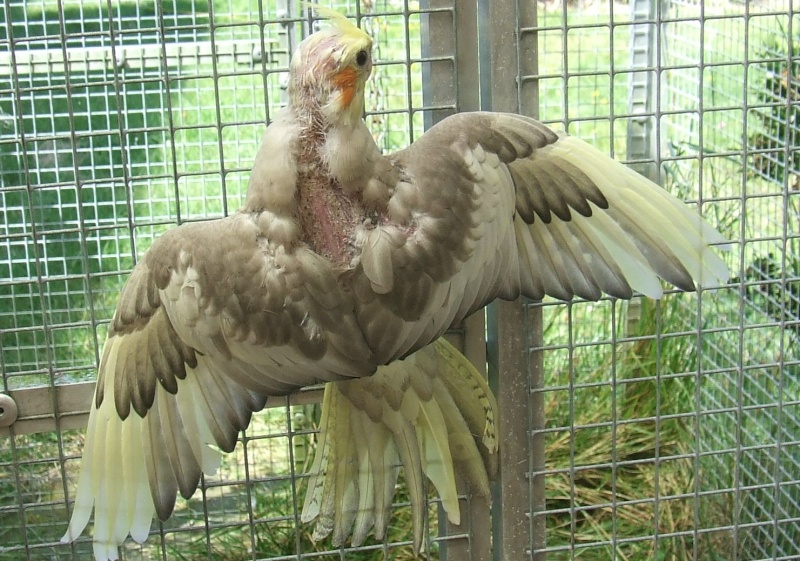 Pour le plaisir de vos yeux , bébé cockatiel émeraude Dscf4012