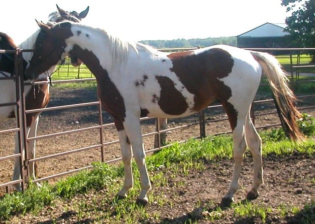 CRAKLIN HOTSPOTS, pie bai tobiano homozygote à 99,2 % arabe Crakli11