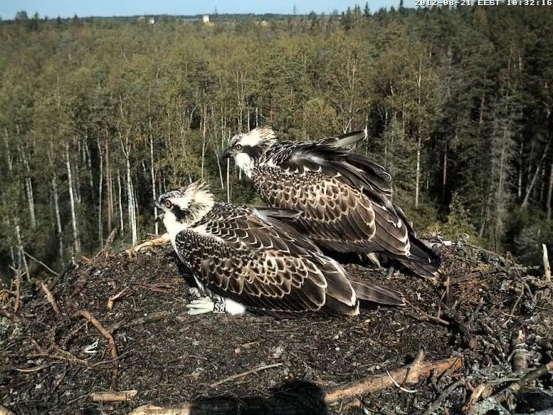 Osprey's nest in Estonia livestream - Page 4 0e10-311