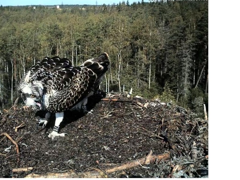 Osprey's nest in Estonia livestream - Page 4 0e10-510