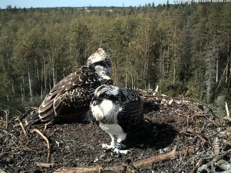 Osprey's nest in Estonia livestream - Page 4 0e1310