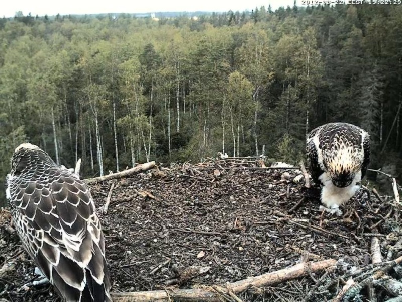Osprey's nest in Estonia livestream - Page 5 0e15-210