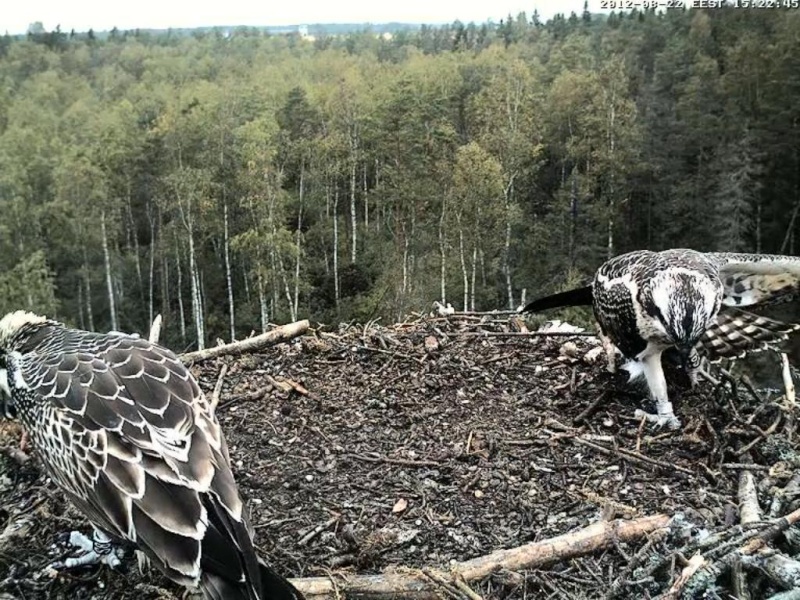 Osprey's nest in Estonia livestream - Page 5 0e15-212
