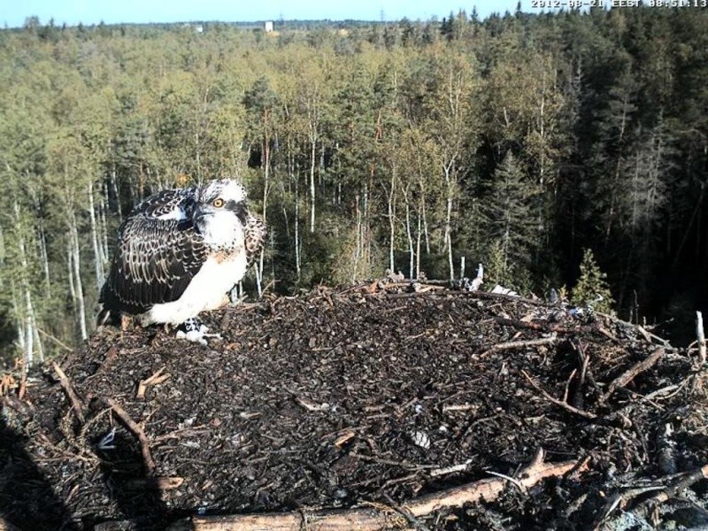 Osprey's nest in Estonia livestream - Page 2 0e8-5011