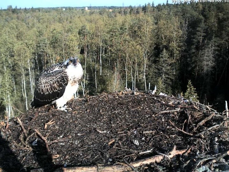 Osprey's nest in Estonia livestream - Page 2 0e8-5110